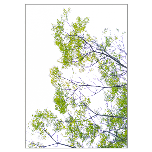 Immagine di Puzzle SV livello 91/100