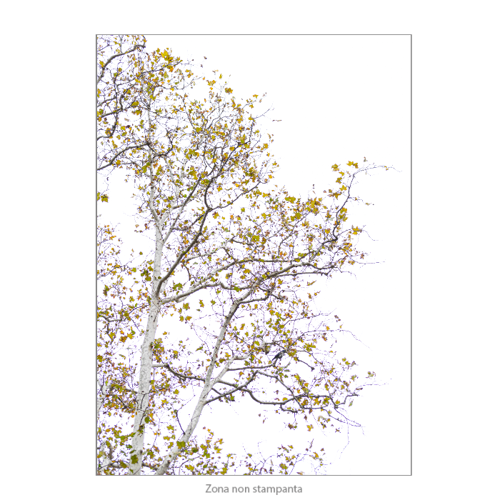 Immagine di  Poster Premium DDN 50x70 