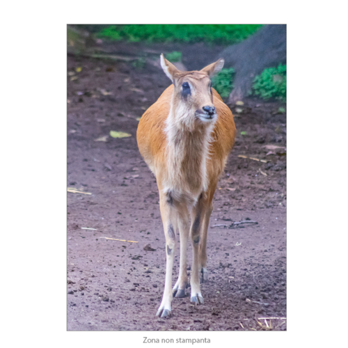 Immagine di Poster Premium 50x70 Animal