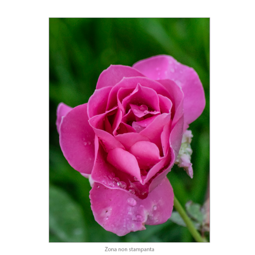 Immagine di Poster Premium 50x70 -  "Rosa"