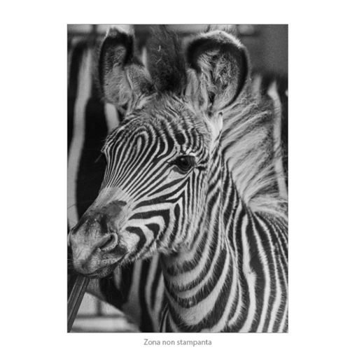 Immagine di Poster Premium 50x70 - Zebriade
