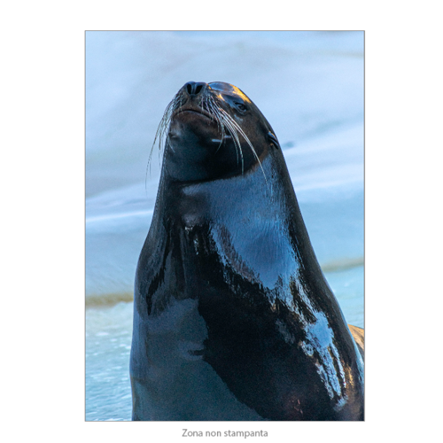 Immagine di Poster Premium 50x70 -  "Foca"