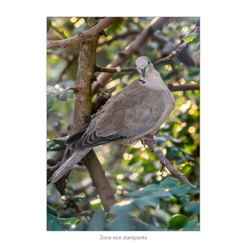 Immagine di Poster Premium  50x70 - "Tortora"