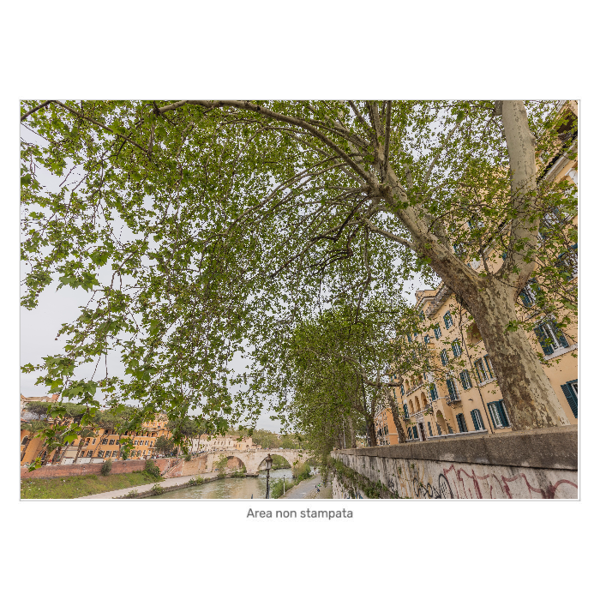 Immagine di Platani Ponte Cestio, Roma