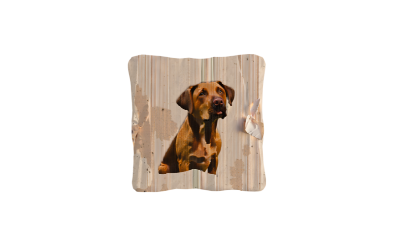 Immagine per la categoria PetLove MEN 