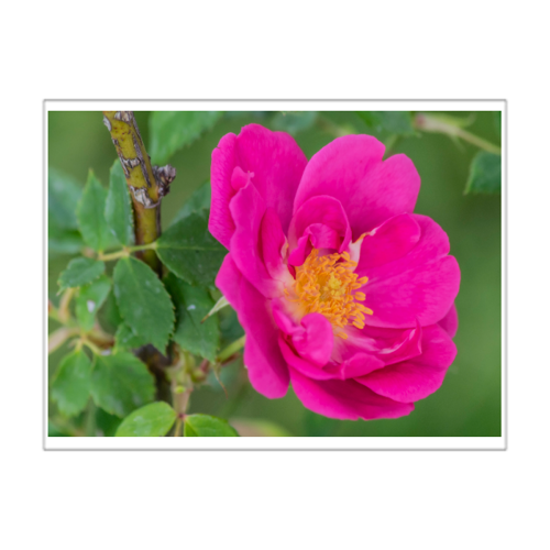 Immagine di PANNELLO IN FOREX 70 x 50 cm